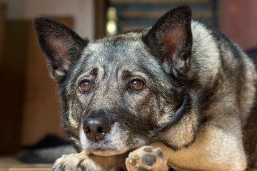 Portrait of a dog that is waiting for the owner and friend.