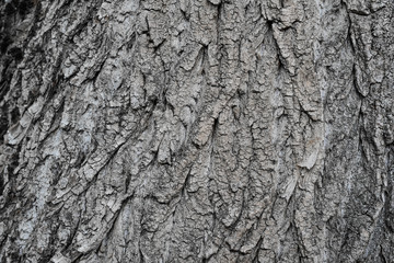 tree bark. background. close up. texture, pattern, wooden, closeup. Fragment of tree trunk with bark.