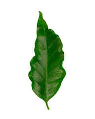 Arabica coffee leaf,  Green coffee leaves, isolated on white