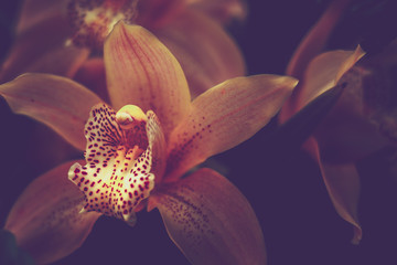 Close-up of Orchidaceae. vintage style.
