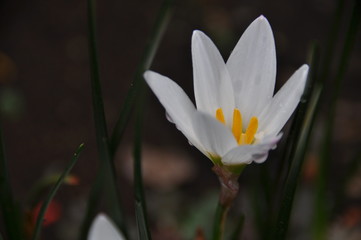 タマスダレの花