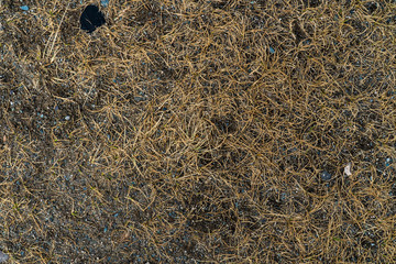 Texture of withered grass. Lifeless background image. Siberian soil. Macro photo