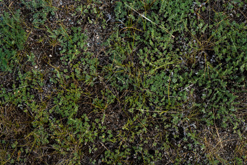 Texture of withered grass. Lifeless background image. Siberian soil. Macro photo