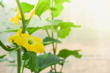 Melon flower, melon plant growing in organic garden