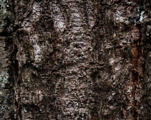 The texture of the bark of a tree. Background image of macro photo of bark with mold