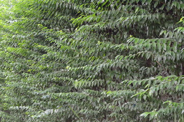 Trees Plants and Flowers in my Garden