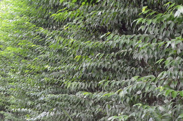 Trees Plants and Flowers in my Garden