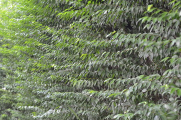 Trees Plants and Flowers in my Garden