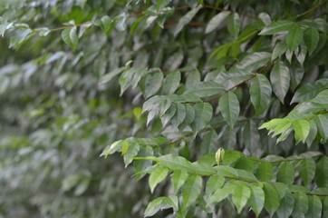Trees Plants and Flowers in my Garden