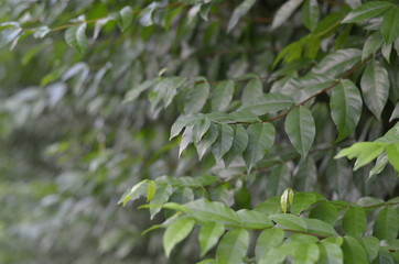 Trees Plants and Flowers in my Garden