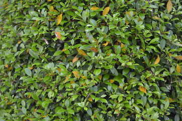 Trees Plants and Flowers in my Garden