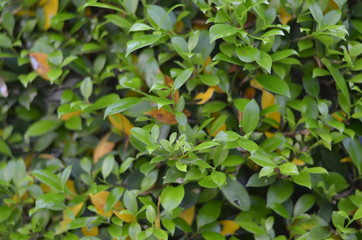 Trees Plants and Flowers in my Garden