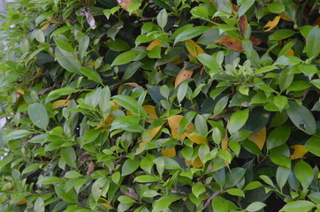 Trees Plants and Flowers in my Garden