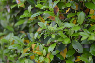 Trees Plants and Flowers in my Garden