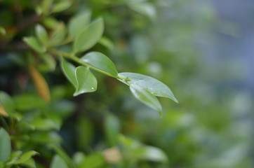 Trees Plants and Flowers in my Garden