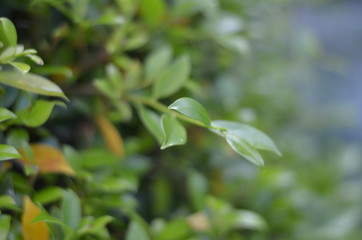 Trees Plants and Flowers in my Garden