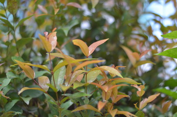 Trees Plants and Flowers in my Garden