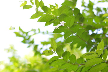 Trees Plants and Flowers in my Garden