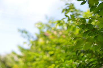 Trees Plants and Flowers in my Garden
