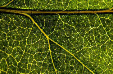 Background image of a leaf of a tree close up. A green leaf of a tree is a big magnification. Macro shooting.