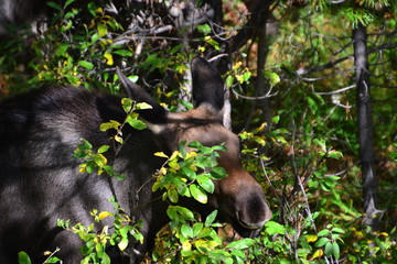 Moose Feeding on Vegetation