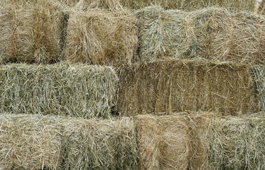 close up on stacking dry hay in the farm barn