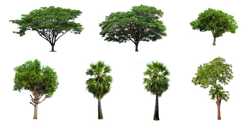 The collection set of trees Isolated on a white background, large images are suitable for all types of art work and print.