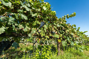 Vines in a vineyard in autumn
