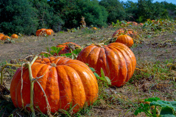 Halloween Pumpkin Patch-004