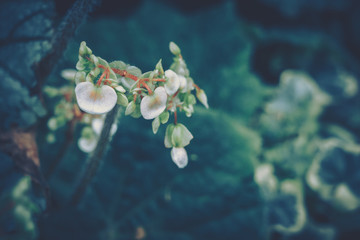 flower background; Close up; vintage style