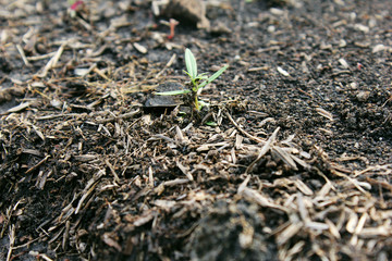sapling and small tree / nature
