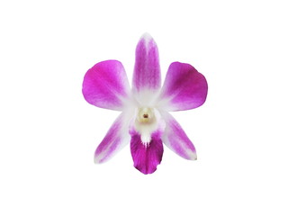 Beautiful blooming pink orchid (Dendrobium) isolated on white background.