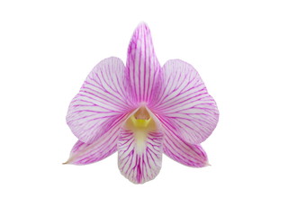 Purple orchid (Dendrobium) Isolated on white background.