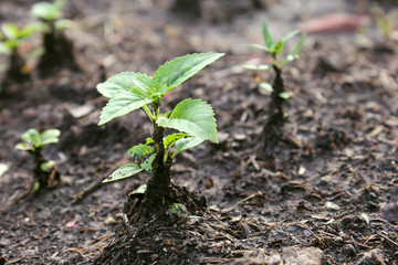 sapling and small tree / nature