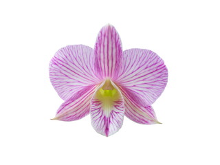 Purple orchid (Dendrobium) Isolated on white background.