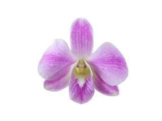 Fototapeta na wymiar Purple orchid (Dendrobium) Isolated on white background.