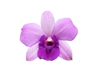 Fototapeta na wymiar Purple orchid (Dendrobium) Isolated on white background.