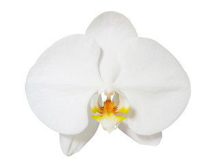 White orchid (Phalaenopsis Orchids) Isolated on white background