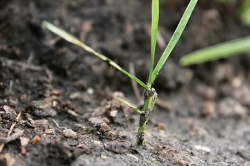 sapling and small tree / nature