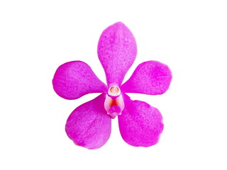 Purple Orchid (Dendrobium) isolated on white background. 