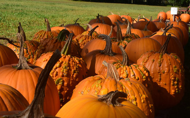 rows of freshly harvested wort goblin pumkins
