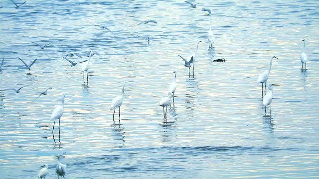 Egrets find to catch animals in water of canel when low tide