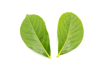 Obraz premium Two slices of fresh beautiful rose leaves isolated on white background