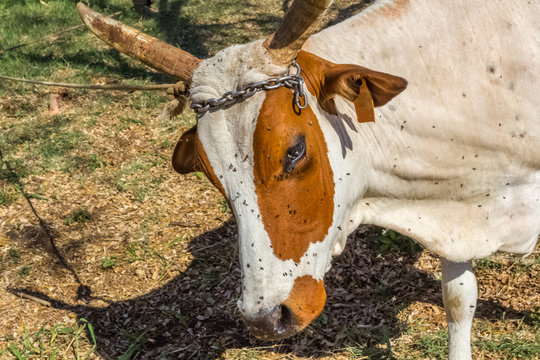 Vache attach&eacute;e dans un champ