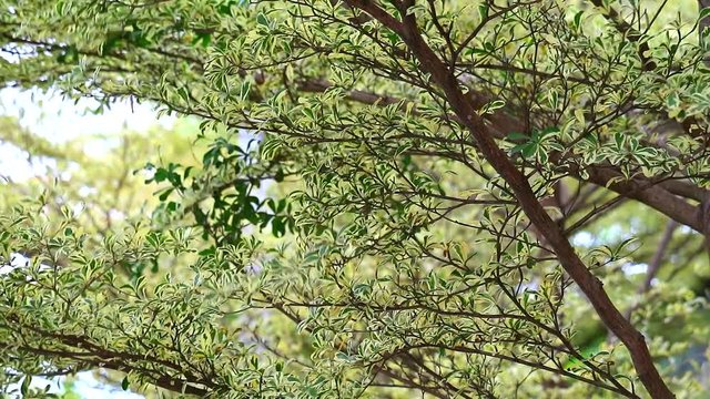 Ivory Coast almond tree was growth in the garden and leaves from trees to shade