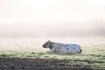lying cows on a beautiful foggy morning