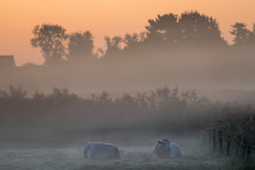 lying cows on a beautiful foggy morning