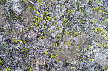 Gray stone covered by moss