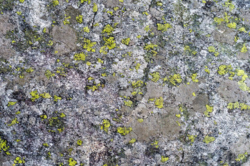 Gray stone covered by moss
