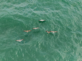 Obraz premium Beautiful aerial view of the majestic pelicans flying 